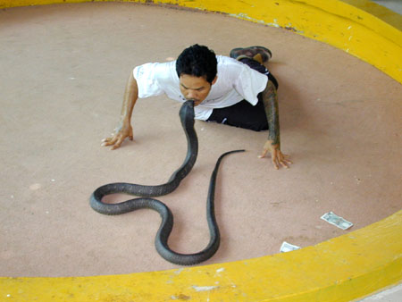 Snake Charmer3